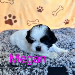 Megan - Black and white female Shih Tzu puppy in Cordova, Tennessee from TrueLine kennels