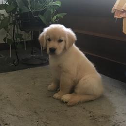 Golden Retriever Puppies from Shire Springs Kennels