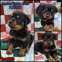French Bulldog, Miniature Schnauzer, and Rottweiler Puppies from Mystique Kennel