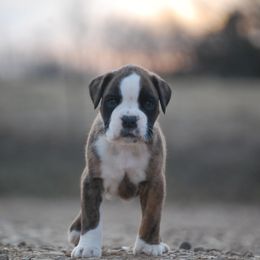 Boxer and Cane Corso Puppies from Soaring Royalty Canines LLC