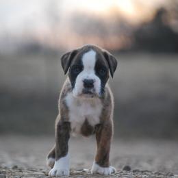 Boxer and Cane Corso Puppies from Soaring Royalty Canines LLC
