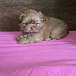 Female 2 - Chocolate and tan female Shih Tzu puppy in Meadows Of Dan, Virginia from Walt’s Shih Tzus