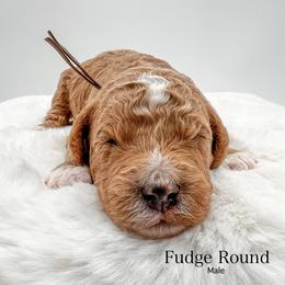 Fudge Round - Red  male Goldendoodle puppy in Sunman, Indiana from Brunsman Country Doodles LLC