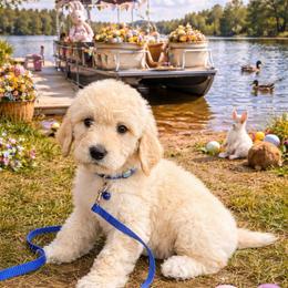 Walt Disney - Apricot male Goldendoodle puppy in Houston, Texas from Were The Mack'Doodles