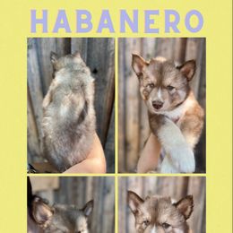 Boy 2 - Siberian Husky puppy in Washington from Soulful Heart Siberians