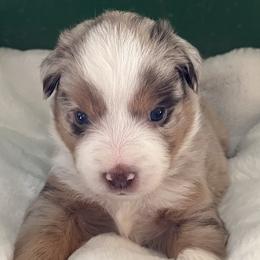Von - Red merle male Miniature Australian Shepherd puppy in Godley, Texas from Nana and Paws Aussies