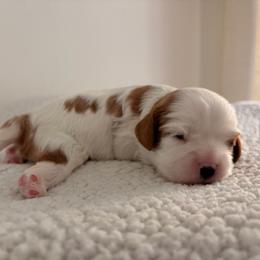 Sugar AKC - Blenheim female Cavalier King Charles Spaniel puppy in Katy, Texas from True Heart Cavaliers LLC