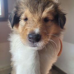 Collie Puppies from Jamie Jamie Andersen Andersen