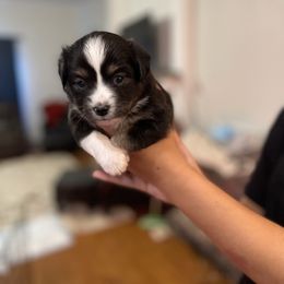 Miniature Australian Shepherd Puppies from Little Sooner Aussies