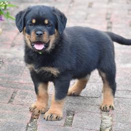 Ivanhoe Green - Black and mahogany male Rottweiler puppy in Catawissa, Pennsylvania from Sharp Ridge Rottweilers