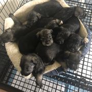 Standard Schnauzer Puppies from Highbrow Standard Schnauzers