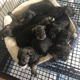 Standard Schnauzer Puppies from Highbrow Standard Schnauzers