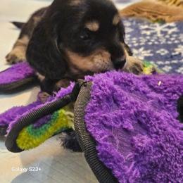 Kleya (green) - Black and tan female Dachshund puppy in Hartford, Michigan from Mac Fam Dachshunds