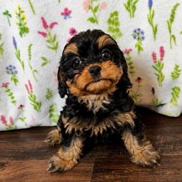 Fish - Black and white male Cavapoo puppy in Sulphur Springs, Texas from Wright cavapoos