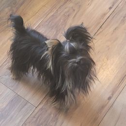 Chihuahua and Yorkshire Terrier Puppies from Royalty Tracks 👑🐾