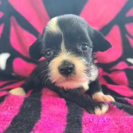 Puppy 2 - Black and white female Chinese Crested puppy in New Castle, Pennsylvania from Long Haul Cresteds & Long Rotts