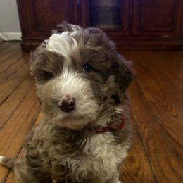 Baron (as in the Red Baron) - Aussiedoodle puppy from Friendship Family Farm AussieDoodles