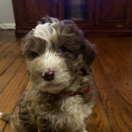 Baron (as in the Red Baron) - Aussiedoodle puppy from Friendship Family Farm AussieDoodles