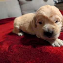 Blue - Light golden male Golden Retriever puppy in Madison, Ohio from Heckmans English Cream Golden Retrievers