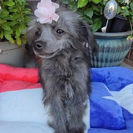 Ilona Long Star Angel - Black female Chinese Crested puppy in Amarillo, Texas from Victoria's Chinese Cresteds Long Star Angels