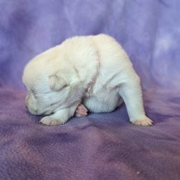 Pomsky Puppies from Valparaiso Pomskys