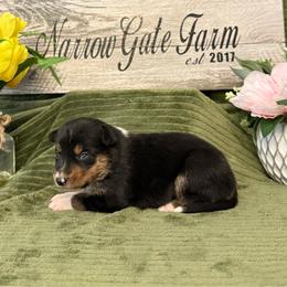 Katie - Black and white female Border Collie puppy in Moody, Texas from Narrow Gate Farm