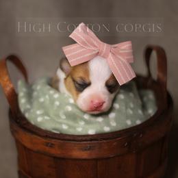 Magdalene (Maggie) - White and red female Pembroke Welsh Corgi puppy in Benton, Arkansas from High Cotton Corgis