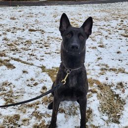 Diablo - Dutch Shepherd