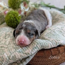 Lotus - Blue merle female Aussiedoodle puppy in Meadville, Pennsylvania from Doodle Paws Pups