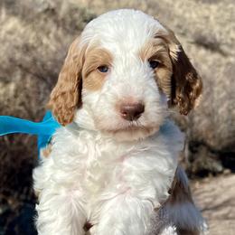 Teal Male   blue eyes   brown nose - Parti male Goldendoodle puppy in Great Falls, Montana from Montana Goldendoodles