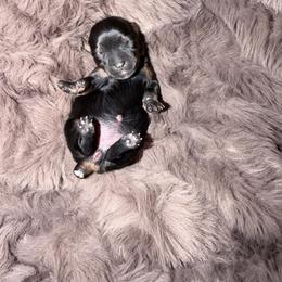 Girl 2 - Black and tan female Yorkshire Terrier puppy in Richland County, South Carolina from Nesha's Pawrific Tails