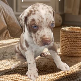 Kit's male 1 - Red merle male Catahoula Leopard Dog puppy in Gadsden, Alabama from Rich Cat’s