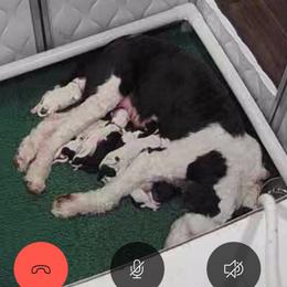 Selection 3.  This slot does not indicate gender or coloring - Black and white male Sheepadoodle puppy in Bloomfield, New Jersey from C3 Sheepadoodles