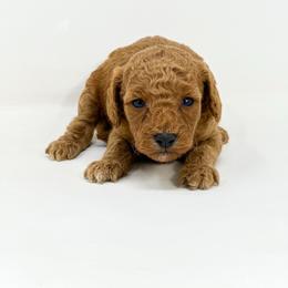 STAR - Red  female Goldendoodle puppy in Davison, Michigan from Dreaming Doodles