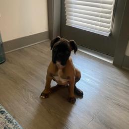 Boxer Puppies from Sergeant's Boxers