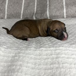 Coco - White and red female Italian Greyhound puppy in Haywood, Kentucky from Kentucky Greyhounds