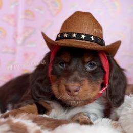 Dolly Parton - Piebald female Dachshund puppy in Chandler, Arizona from Vonaducci Doxies, LLC.
