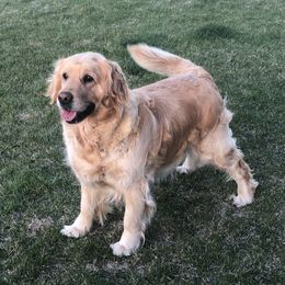 Taya - Golden Retriever