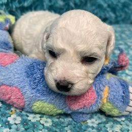Asher - White male Bichon Frise puppy in Clearwater, Florida from Cambeas Puppies