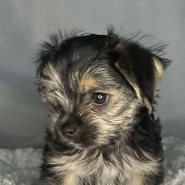 Biewer Terrier, Companion Cross, and Morkie Puppies from Puppy Boutique
