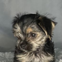 Biewer Terrier, Companion Cross, and Morkie Puppies from Puppy Boutique