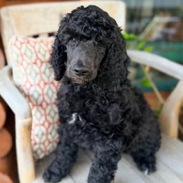 Gus - Black male Poodle puppy in Detroit Lakes, Minnesota from Pickerel Pups