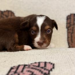 Miniature Australian Shepherd Puppies from B&B Little Aussie Gems