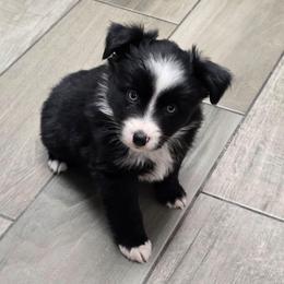 Barley - Black & white female Miniature Australian Shepherd puppy in Dowagiac, Michigan from Wrightway Wigglebutts