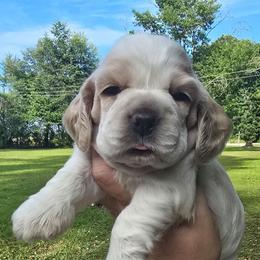 Ella - Red roan female Cocker Spaniel puppy in Florence, South Carolina from Reddick's American Cocker Spaniels