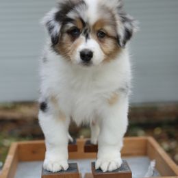 Australian Shepherd Puppies from Mezzo Australian Shepherds