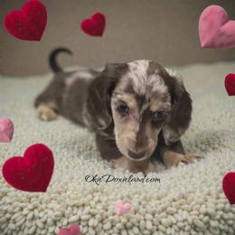Candy - Chocolate and cream female Dachshund puppy in Oklahoma City, Oklahoma from OkieDoxieland Dachshunds