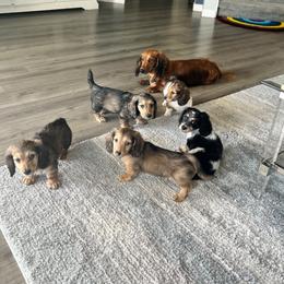 Dachshund Puppies from Jennifer Villazana