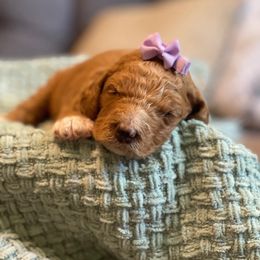 Poodle Puppies from H4 Standard Poodles