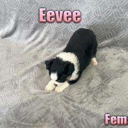 Miniature American Shepherd and Miniature Australian Shepherd Puppies from Regal Miniature American Shepherds | Regal Miniature Australian Shepherds